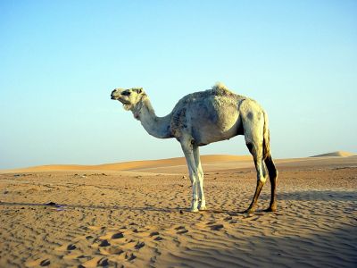 Mauritanie - Chinguetti Camel