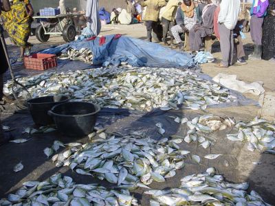 Mauritanie - Nouakchott Marche aux poissons