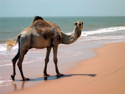 002152 MAURITANIE