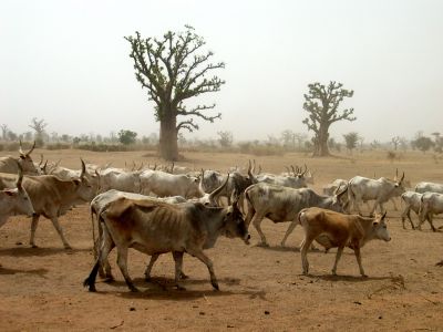 SENEGAL