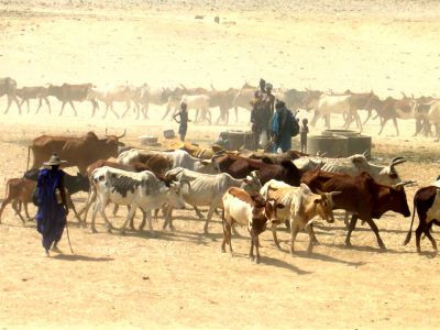 La richesse des nomades : leurs bêtes - MALI