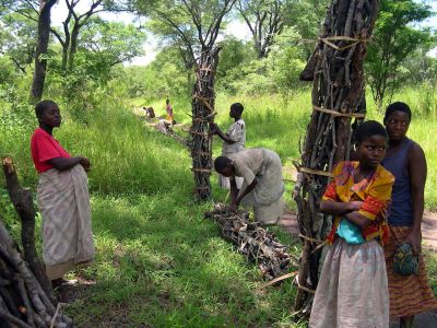 Corvée de bois - MALAWI