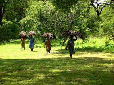 Corvée de bois - MALAWI