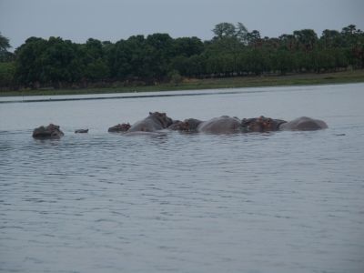 BurkinaFaso - Lac aux Hippos