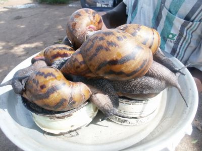 Escargots géants - GHANA