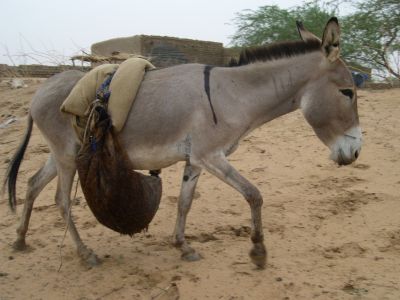 009058 NIGER