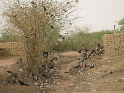 009082 NIGER