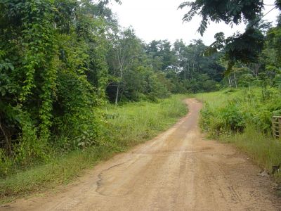 Gabon - Environs de Sam la piste