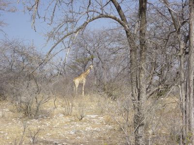 Namibie - Etosha Park