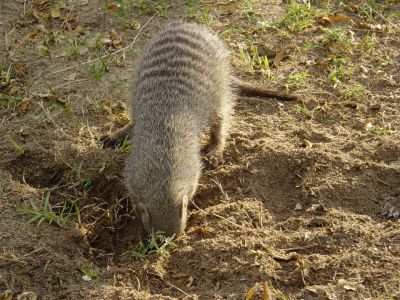 Namibie - Etosha Park