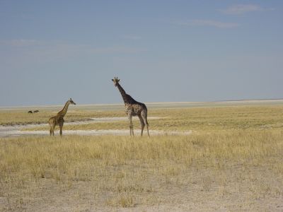 Namibie - Etosha Park