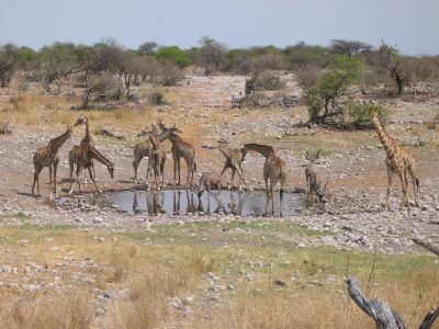 016053 NAMIBIE