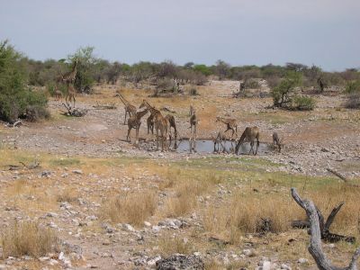 016056 NAMIBIE