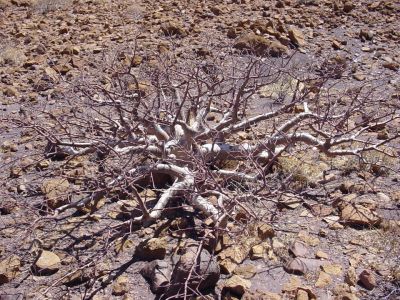 Namibie - sur la piste