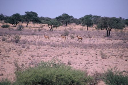 016690 NAMIBIE