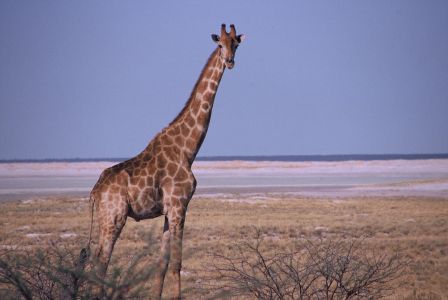 016699 NAMIBIE