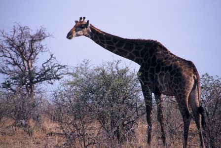 016704 NAMIBIE