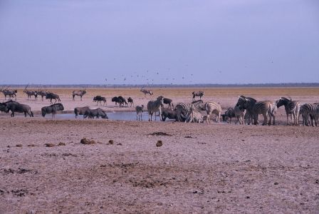 016706 NAMIBIE