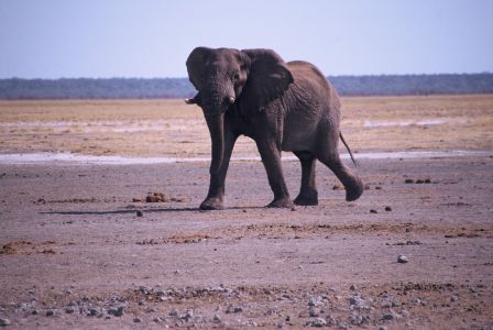 016711 NAMIBIE