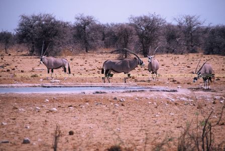 016719 NAMIBIE