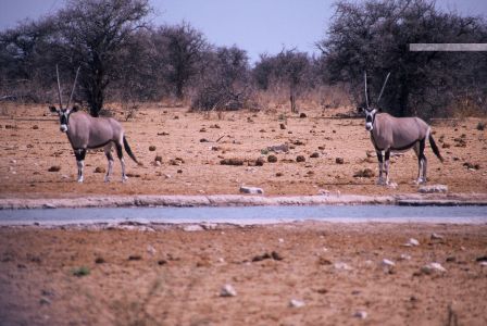 016721 NAMIBIE