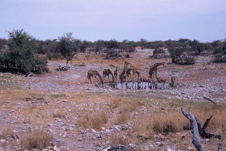 016725 NAMIBIE