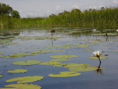 Botswana - Okavango Delta