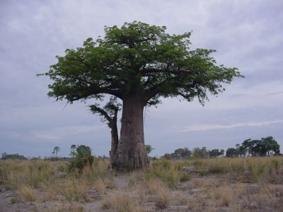 Botswana - Okavango Delta