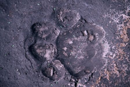 Au réveil près de la tente, la trace du lion