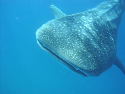 REQUIN BALEINE