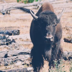 037 - Les Bisons Regardent Passer Les Cyclistes