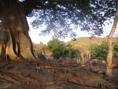 L'arbre du Village - SENEGAL 